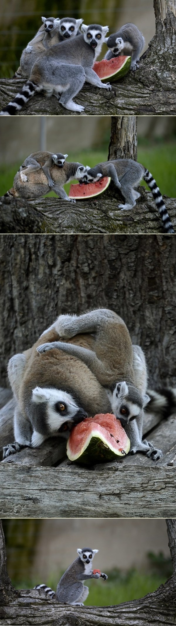 Lemuri uživaju njupajući slasnu lubenicu