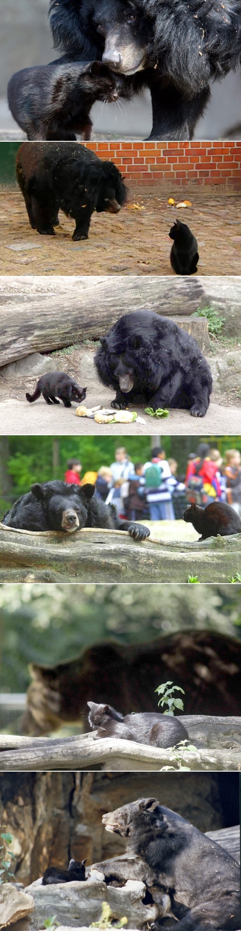 Usamljena medvjedica iz zoološkog konačno dobila najbolju prijateljicu u obliku - mačke