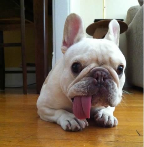 U šetnji vidio slatku pudlicu plavušu