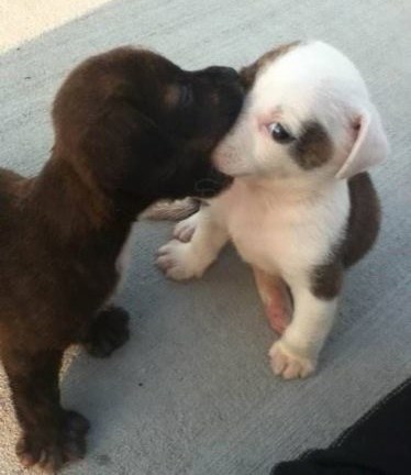 Tak si mi slatki da te ponjupam za doručak!