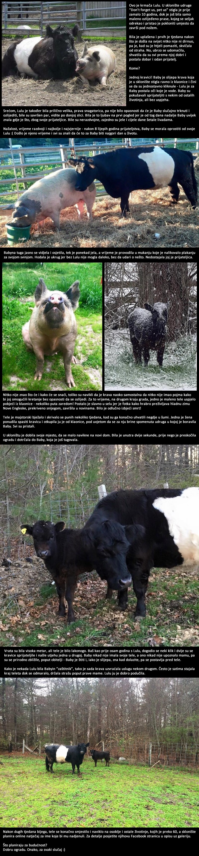 Slijepa krava provela 8 godina kraj svoje svinje koja joj je bila oči