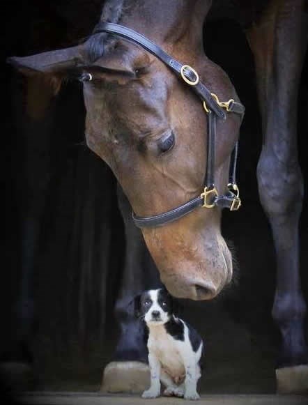 Ne brini, psiću, pa nisam ja čovjek, neću te napustiti