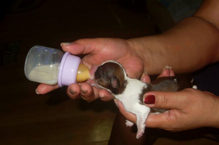 Par tjedana stari bebač uživa u večeri