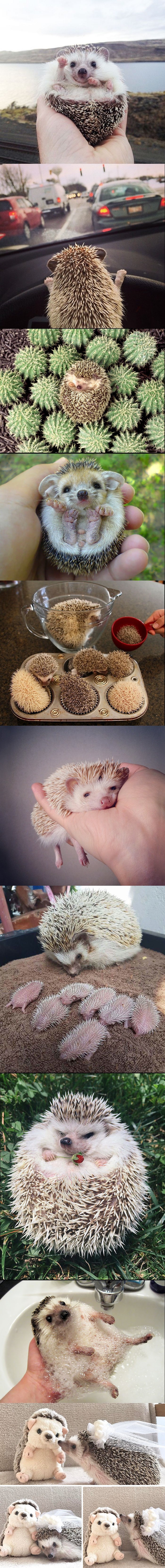 Preslatke fotografije ježeva koje će uljepšati svačije jutro 