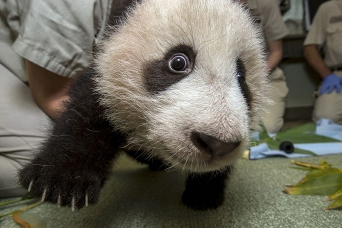 Preslatki beba panda "Mali dar"