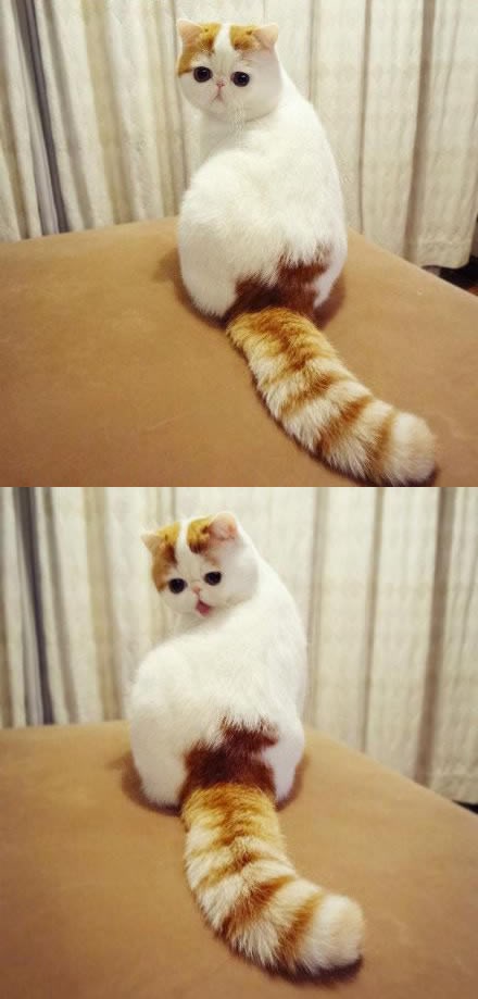 Zabezeknuta maca otkrila da ima rep