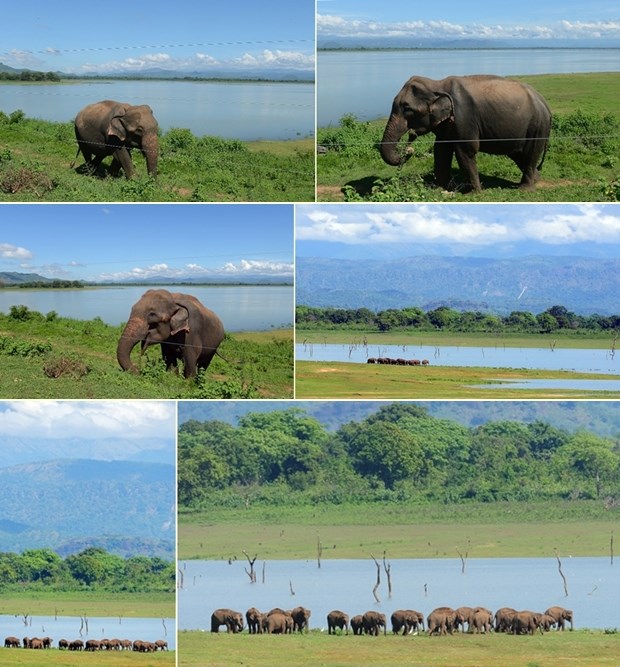 Slonovi uživaju u zelenilu Šri Lanke