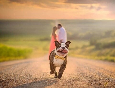 Pas fotobomber odlučan u naumu da upropasti romantičnu fotku