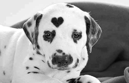 Kakav zaručnički prsten, pokloni joj njega i vikat će "DAA!"