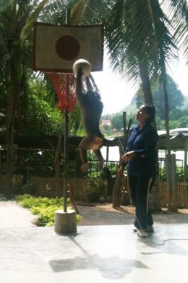 Majmun igra košarku i to bolje od tebe!