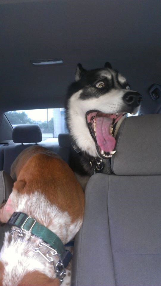 Aaaaa, mislim da nemamo vozača?!