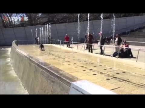 Video: Savršena ljetna igra za ljubimce!