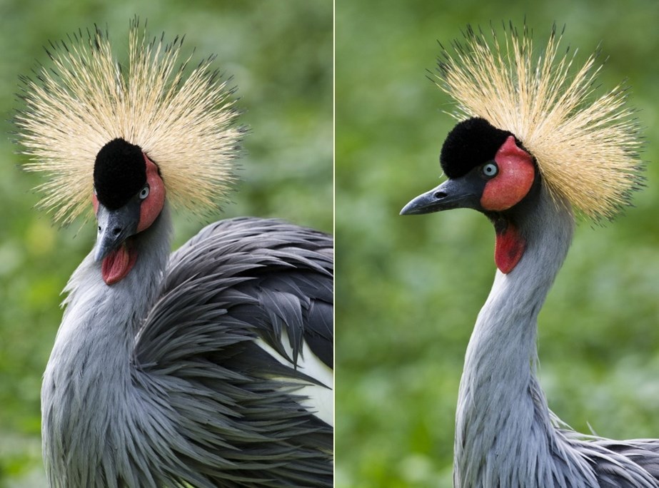 Krunasti ždral ponosno pokazuje čupavu frizuru