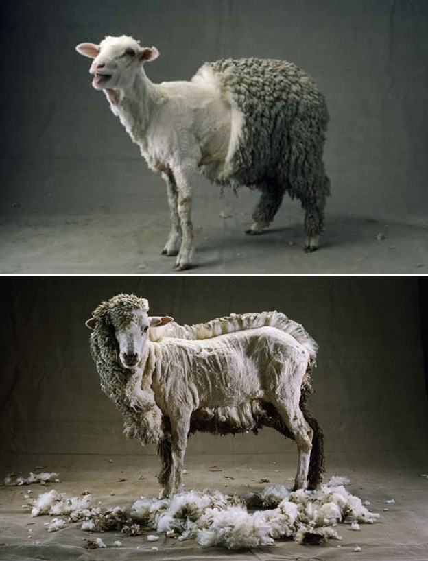 Toples ovca i punkerska prijateljica