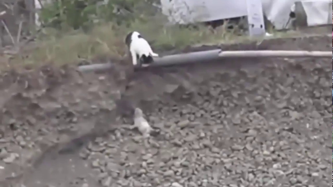 Ovo je štene zapelo u jarku, a ova mu ja maca odlučila pomoći