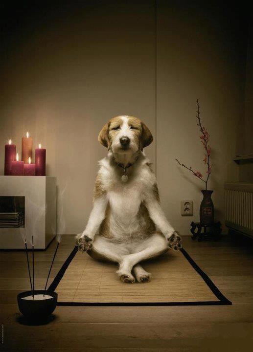 Veterinar je samo iluzija, kost je realnost, veterinar je...