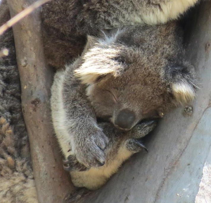 Mala koalica blaženo spava u maminom zagrljaju