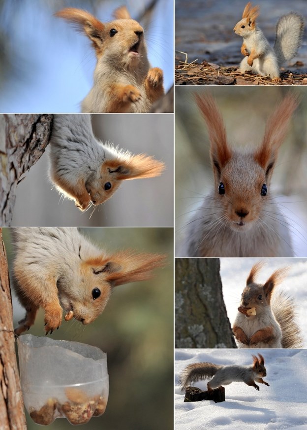 Najslađa vjeverica na svijetu papa orahe i skače po snijegu