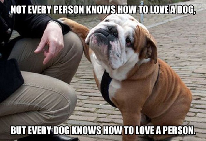 Pas zna voljeti, a ti?