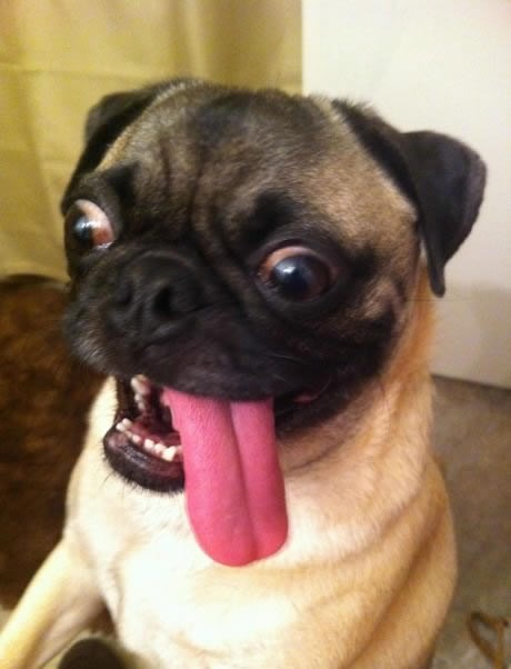 Ekstremno uzbuđeni psić samo što ne iskoči iz kože