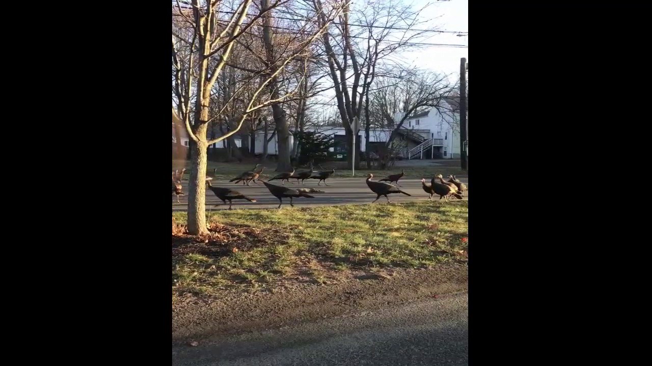 VIDEO Pregažena mačka ležala na cesti, purice je sotonističkim obredom htjele oživiti?!