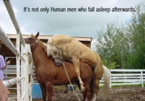 Tipično muški: Konj obavio "posao" i zaspao na kobili