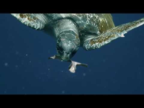 Pivovara odlučila praviti ambalažu koja hrani morske životinje, umjesto da ih truje i ubija!