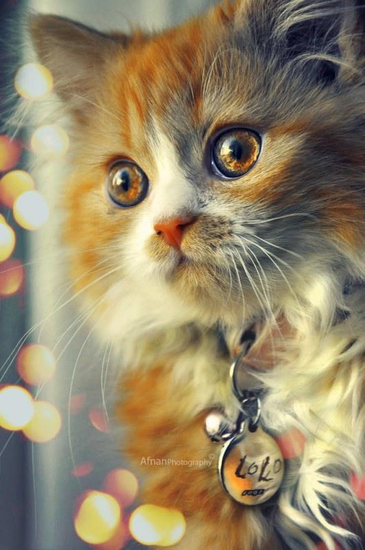 Oči su stvarno čudo prirode