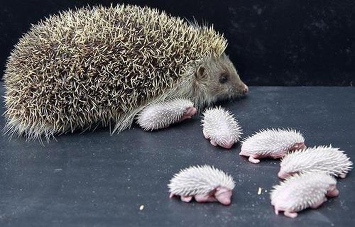 Ježić bebe naoružani do zuba od rođenja