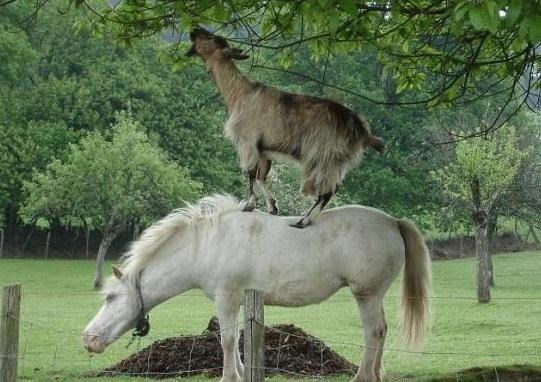 Ajde prijatelju, posudi malo leđa da do klope dođem