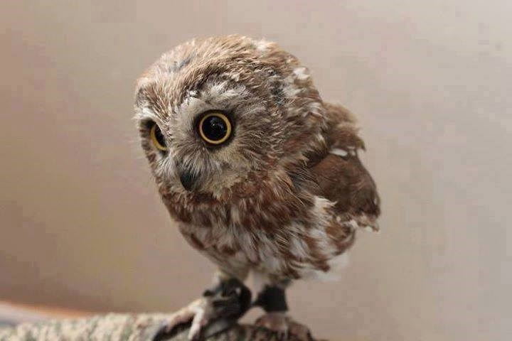 Bebice sovice su čuđenje u svijetu