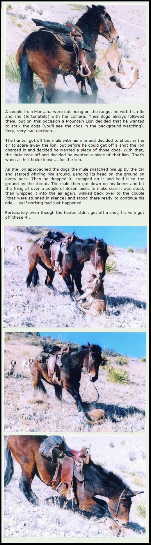 Kad "krvoločnoj" mazgi pukne živac: Brani vlasnike od pume