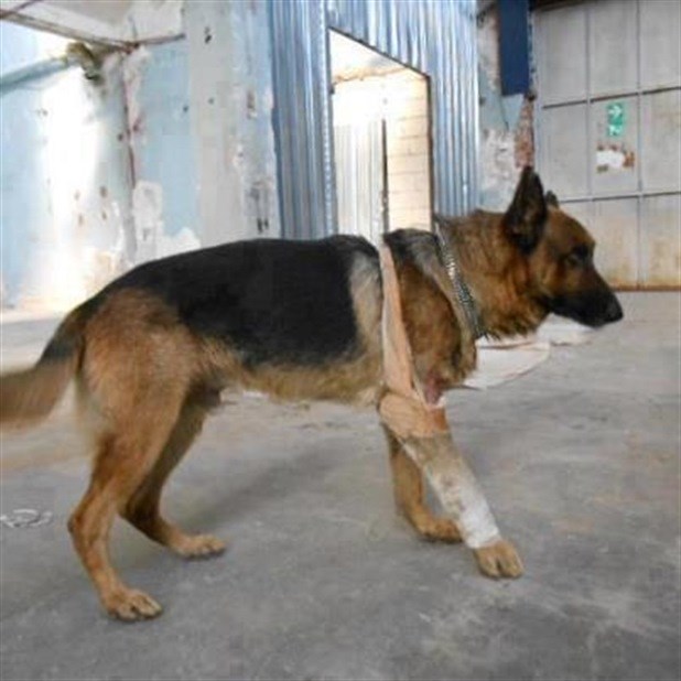 TopŽivotinje 2014: Junak pas spasio djevojke od silovanja!