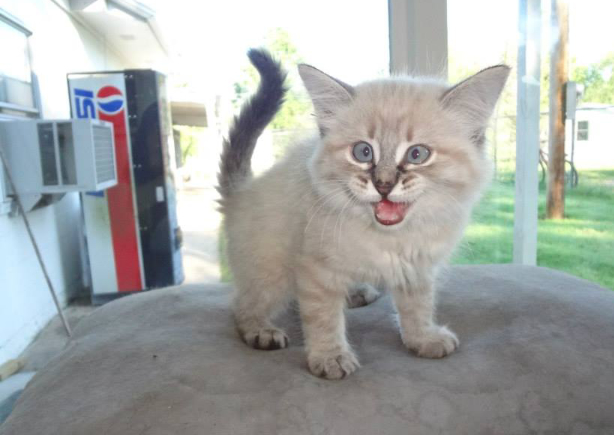 Micek dobio novi krevetić, sad je mrnjauu sretan