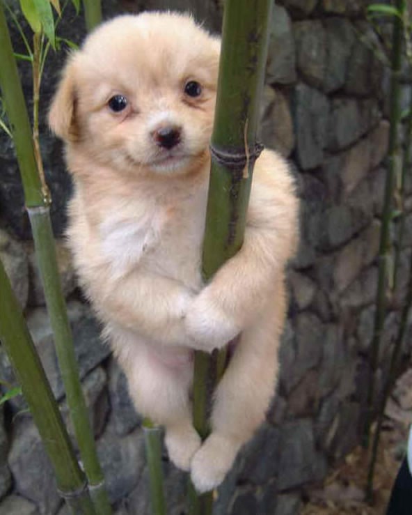 Psić akrobat vježba za školsku predstavu