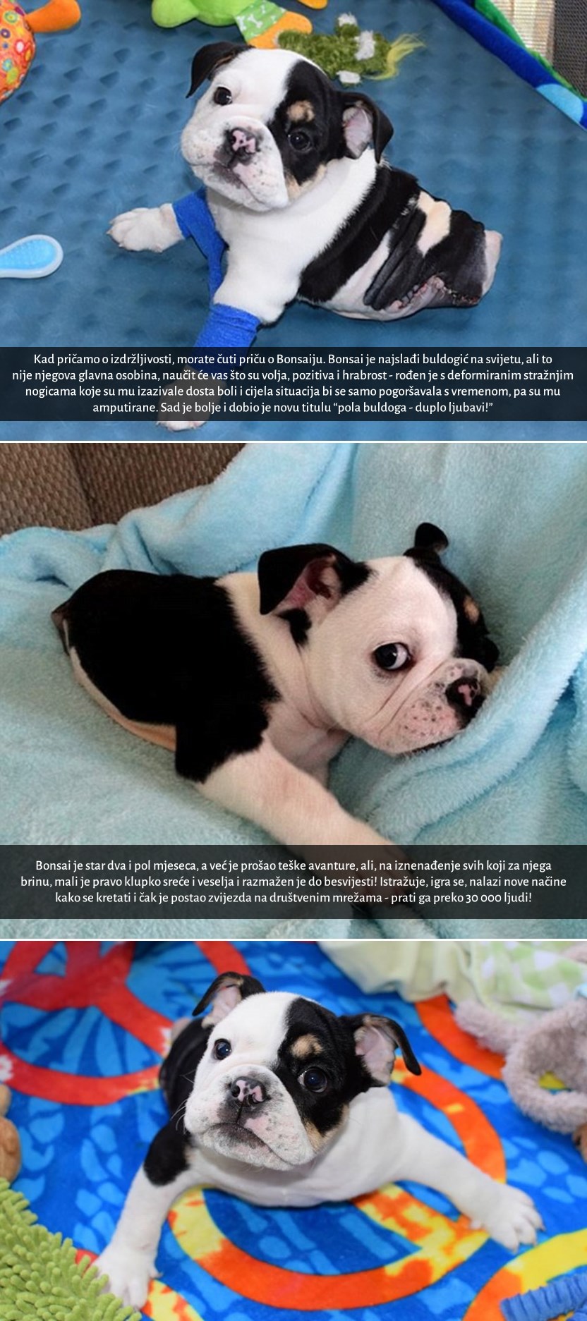 GALERIJA: Pola buldoga - duplo ljubavi!