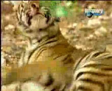 VIDEO: Nećete vjerovati što ovaj majmun radi bez imalo straha!