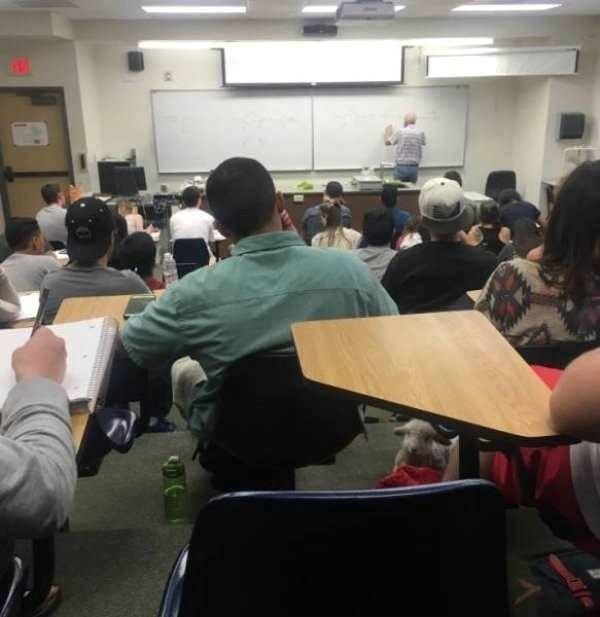 Koliko vam je trebalo da primijetite uljeza na ovoj fotografiji?