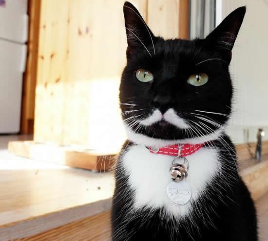 Staljine, reinkarnirao si se?