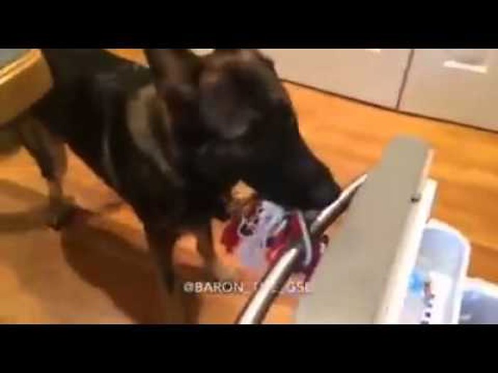 VIDEO: Njemački ovčar ide iz dućana - sprema namirnice, razmišlja što će kuhati..