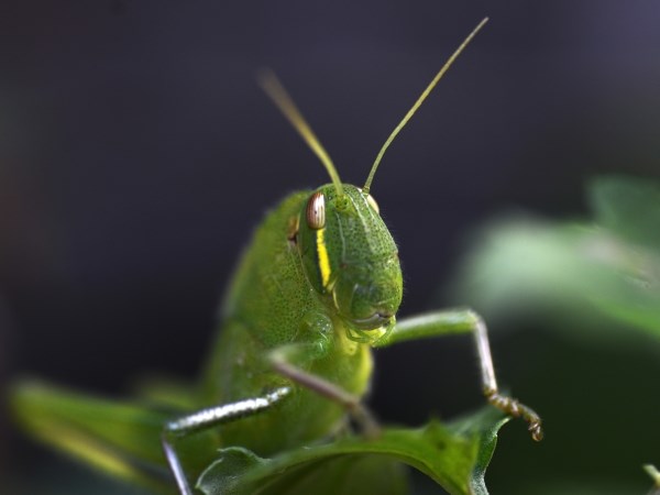 Bliski susret sa skakavcem
