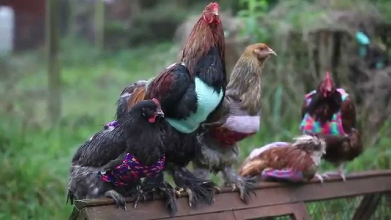 VIDEO: Spašene kokice iz kaveza dobile džempere za zimu