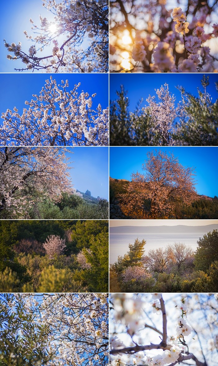 Proljeće u Makarskoj uz bademe u cvatu