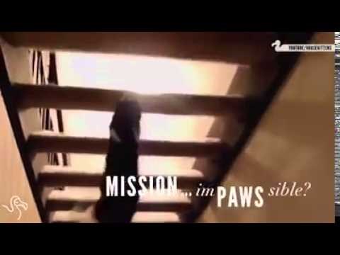 VIDEO: Mačke - bolji špijuni i od James Bonda