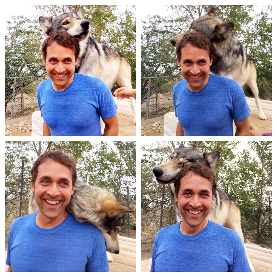 Jedan jako razmaženi vuk i njegov prijatelj čovjek