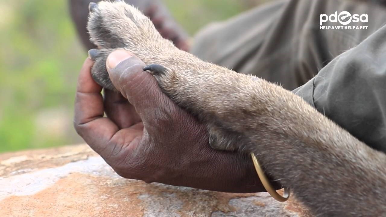 Hrabri pas koji hvata lovokradice po Africi primio odlikovanje za nevjerojatan broj uhićenja!