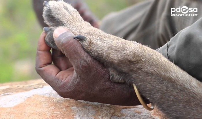 Hrabri pas koji hvata lovokradice po Africi primio odlikovanje za nevjerojatan broj uhićenja!