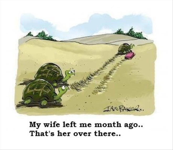 Kad se kornjače rastaju, patnja traje mjesecima