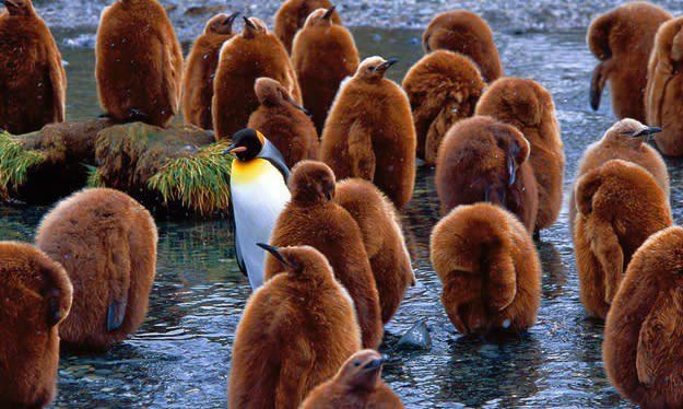 A daj, di ste nabavili bunde, pa smrznut ću se živ!