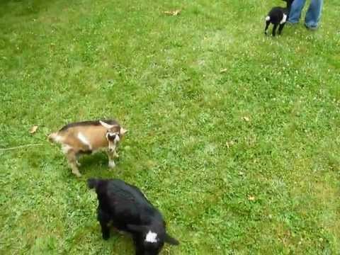 VIDEO: Najsretnije biće nije svjesno da je ponedjeljak